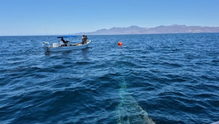 Rescate de ballena jorobada atrapada en un sedal frente a la costa del sur de California con apoyo de SeaWorld San Diego.