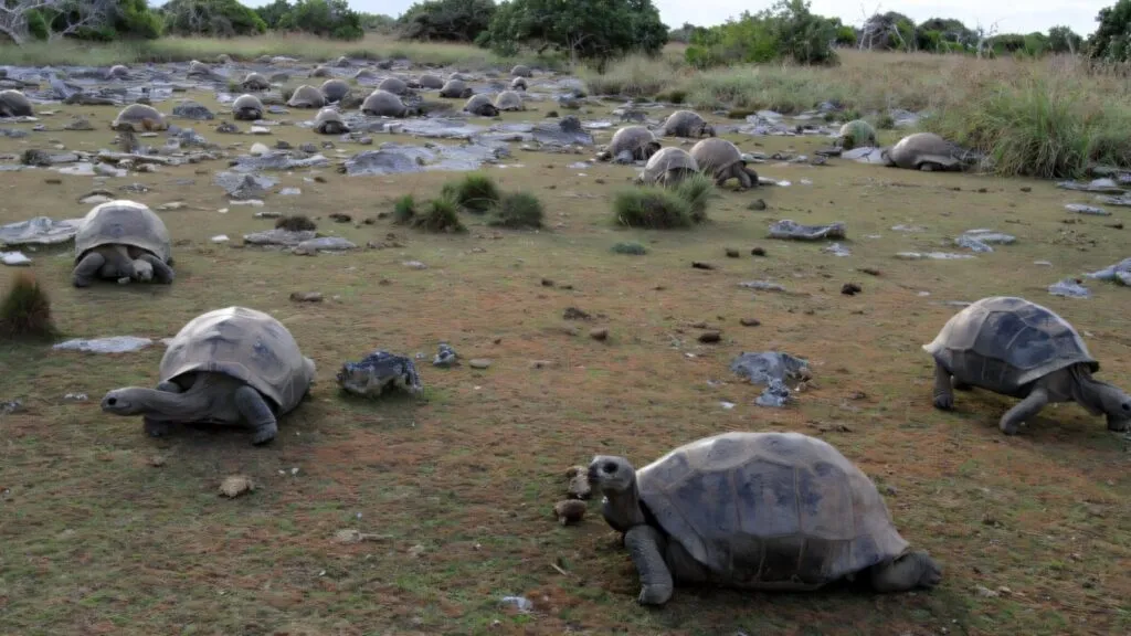 Tortugas gigantes de Aldabra caminando libremente en Seychelles