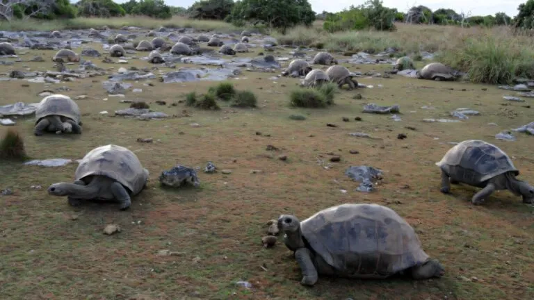 Tortugas gigantes de Aldabra caminando libremente en Seychelles