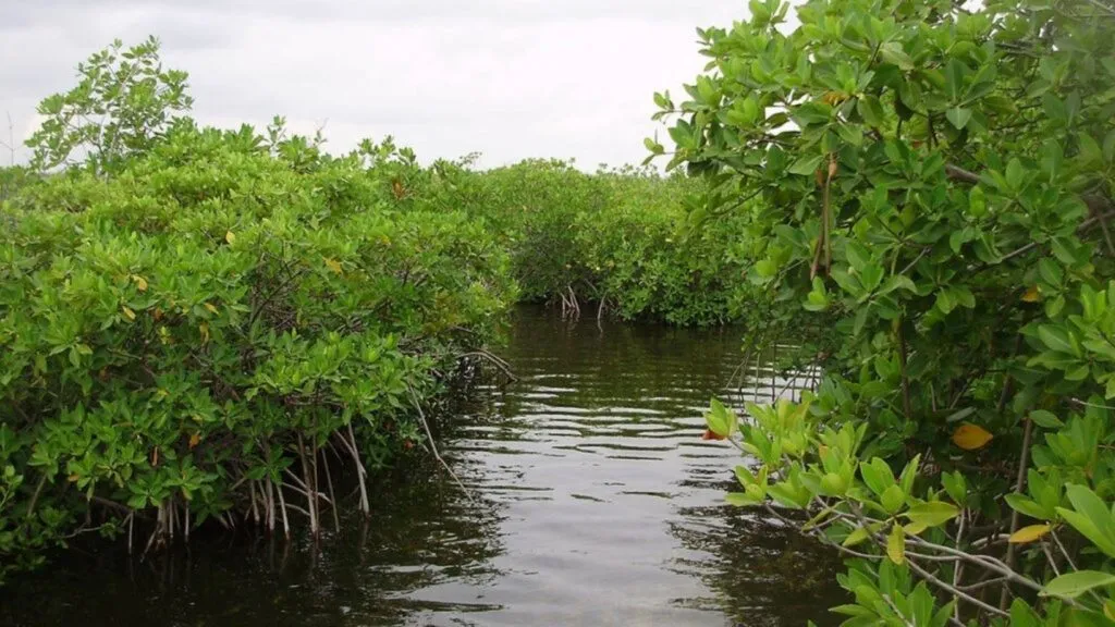 Pérdida de manglares en Quintana Roo por la expansión inmobiliaria y la alteración de ecosistemas costeros