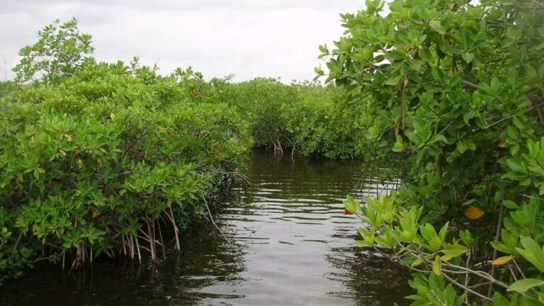 Pérdida de manglares en Quintana Roo por la expansión inmobiliaria y la alteración de ecosistemas costeros