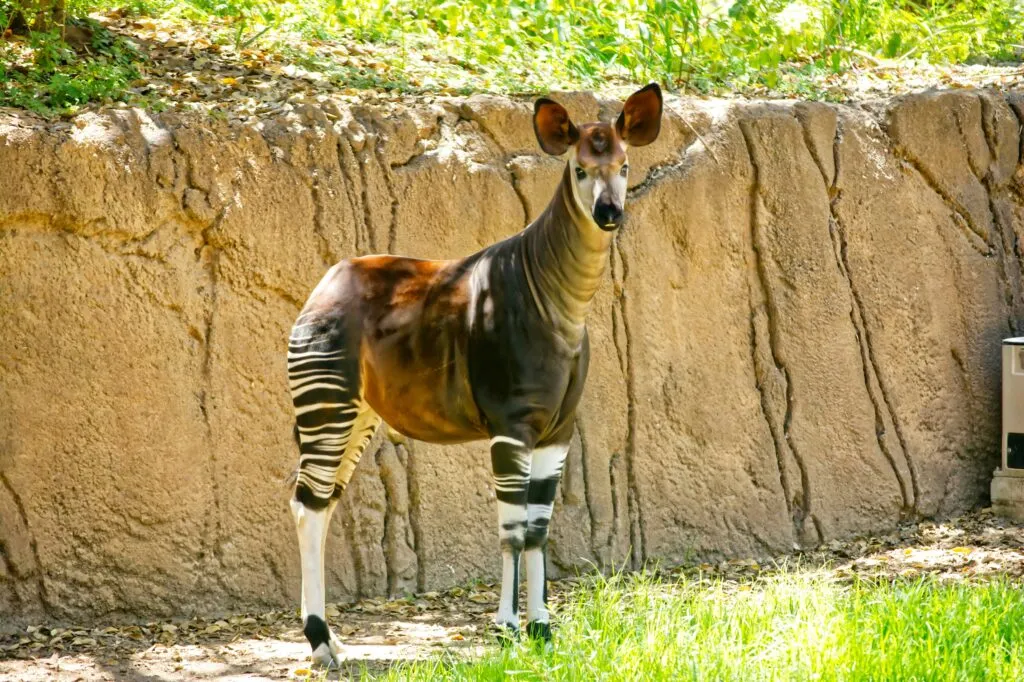 Okapi de pelaje marrón y patas rayadas en un entorno verde, especie estudiada por el Zoológico de León para mejorar su conservación.